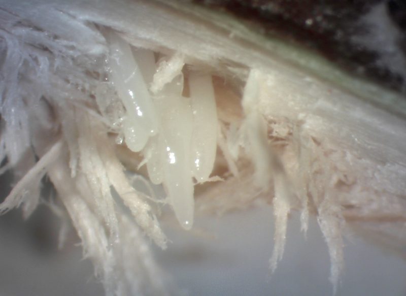 Periodical cicada eggs close up