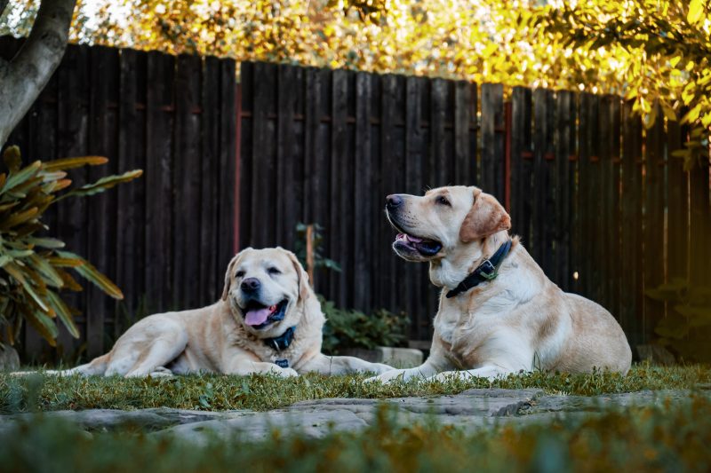 image of two dogs 