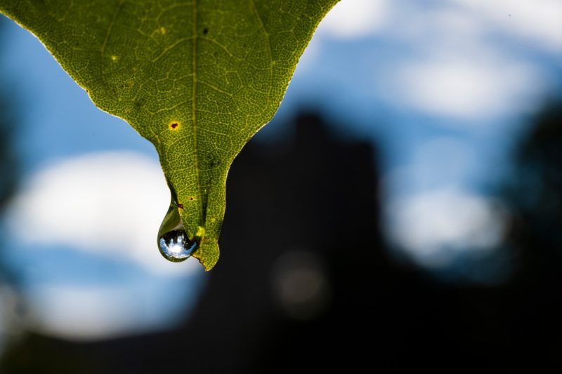 Close up image of a leaf with a drop of water about to fall