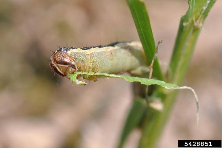 Across the commonwealth, gardeners and community members are encountering more fall armyworms than ever, as the high number of early named-storms in the Atlantic has pushed currents of warm air—and moths—north into Virginia.