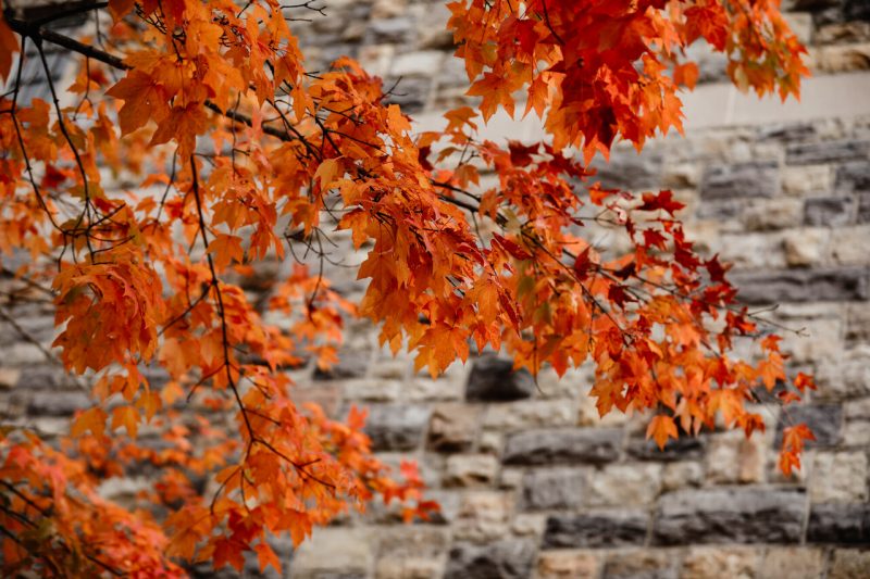 Leaves changing color in front a building covered in Hokie Stone. 
