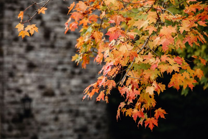 Fall leaves against a background of Hokie Stone