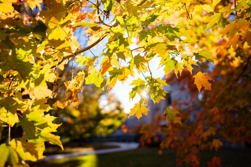 Fall foiliage on Virginia Tech's campus