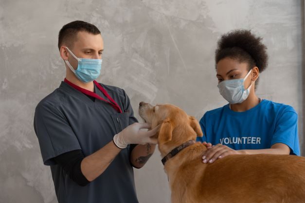 image of a dog at the vet 
