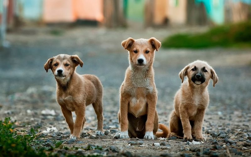 photo of three dogs on a street