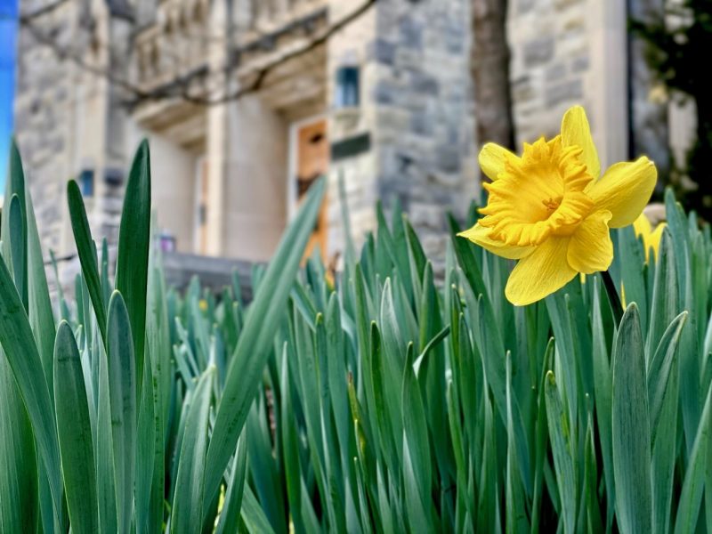 A yellow bloom appears with Hokie Stone in the background