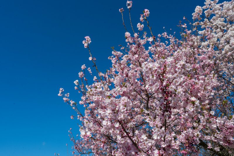 Blooms are seen against a blue sky
