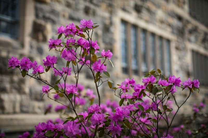 Blooms are seen against a building on campus