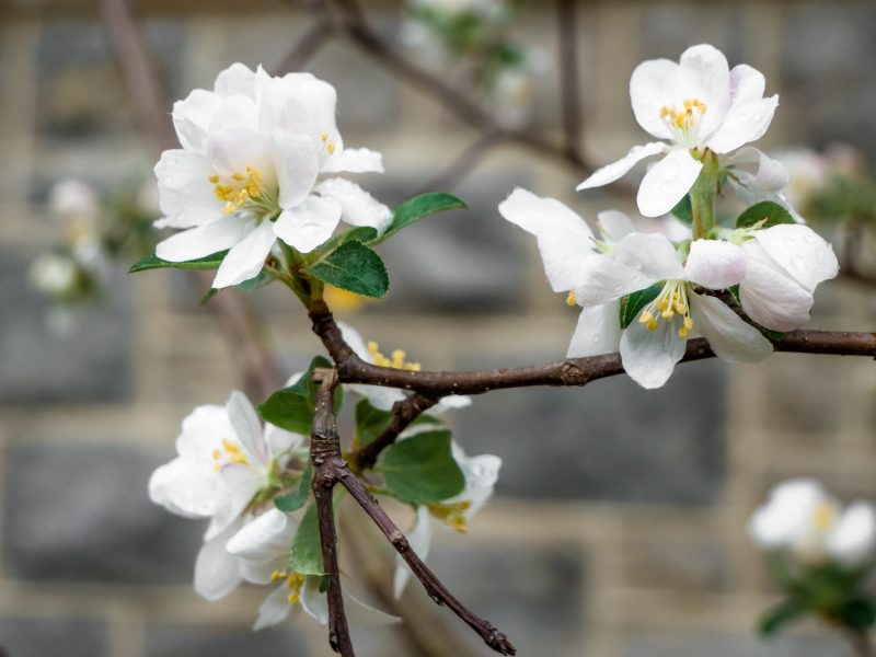 White flowers bloom on a tree in front of a gray hokie stone wall