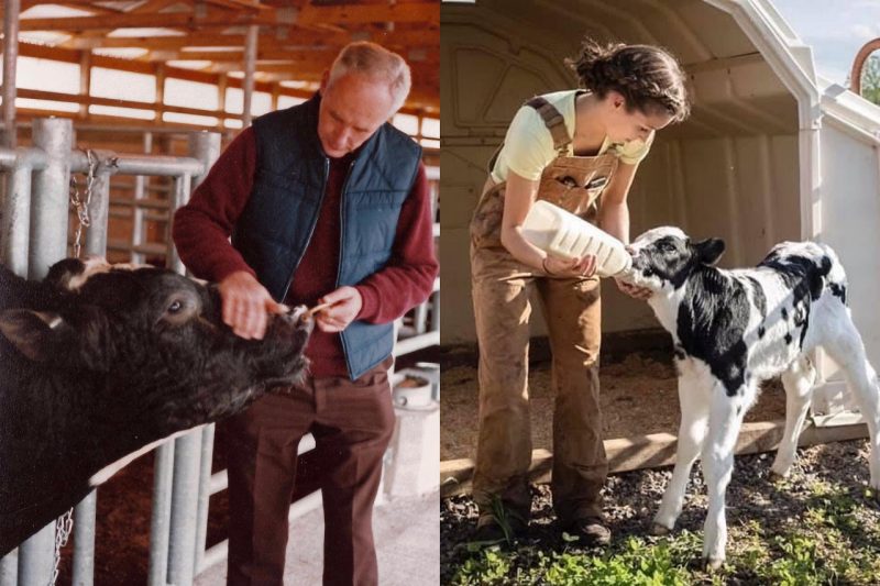 Dick Saacke (left) is pictured with one of his favorite bulls, "Old 64." Erin Saacke (right) is pictured feeding a calf.