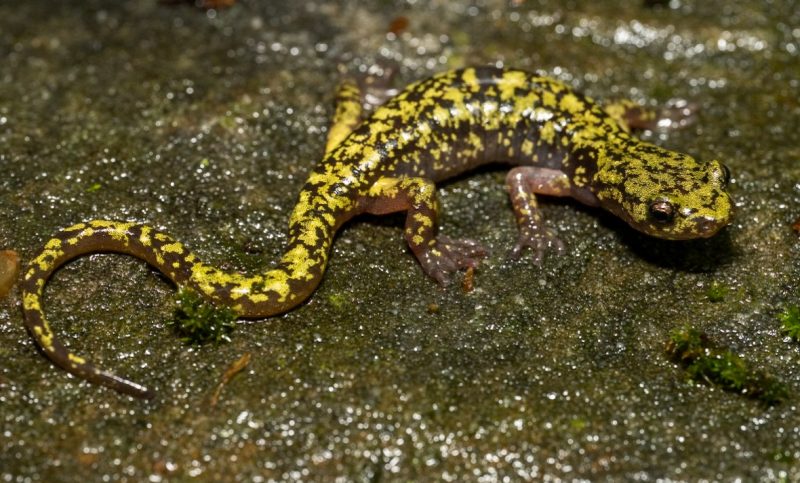 A green salamander rests on a mossy rock.