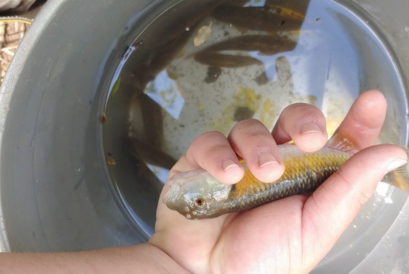A male bluehead chub, one of the minnow species studied by student Nathan Ferguson.