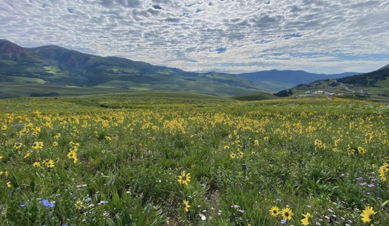 Photo of meadow in Crested Butte, Colorado