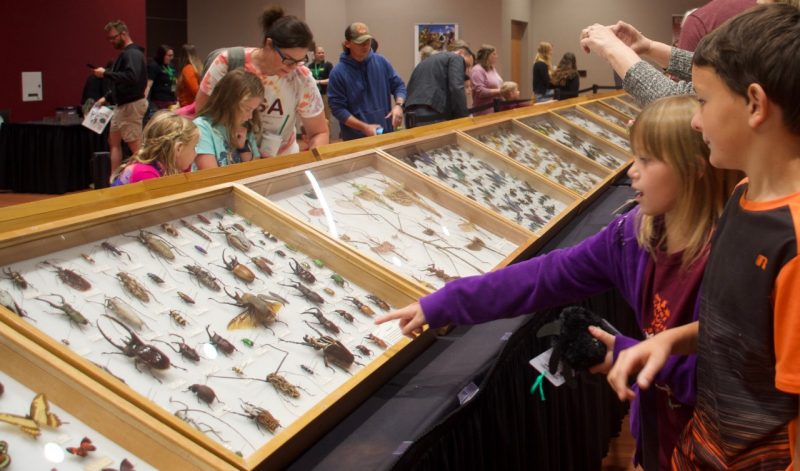 Hokie BugFest 2019 attendees viewing the Capps Insect Collection