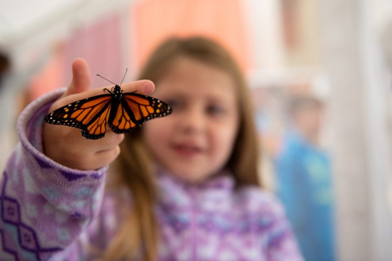 Girl at Hokie BugFest holding a monarch butterfly in a butterfly walk. 