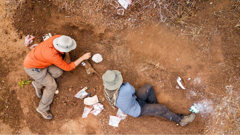 Two men lay in a dug-out ditch in Zimbabwe, looking for dinosaur fossils.