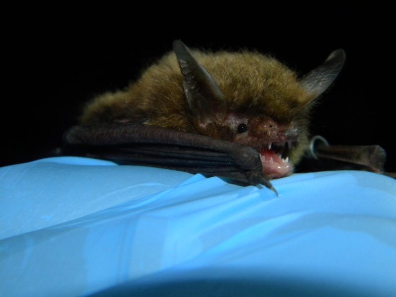 Northern long-eared bat 