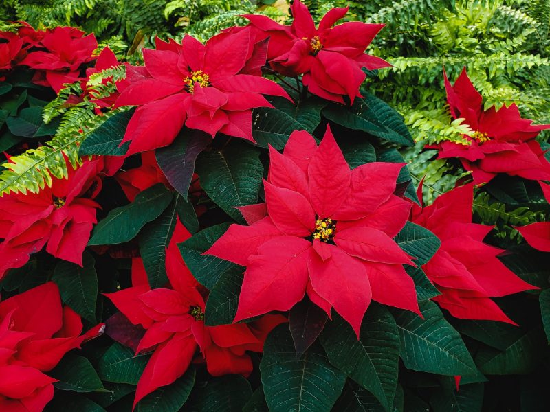 Red blooms stand out against dark green leaves and small fern-like foliate peeks through.