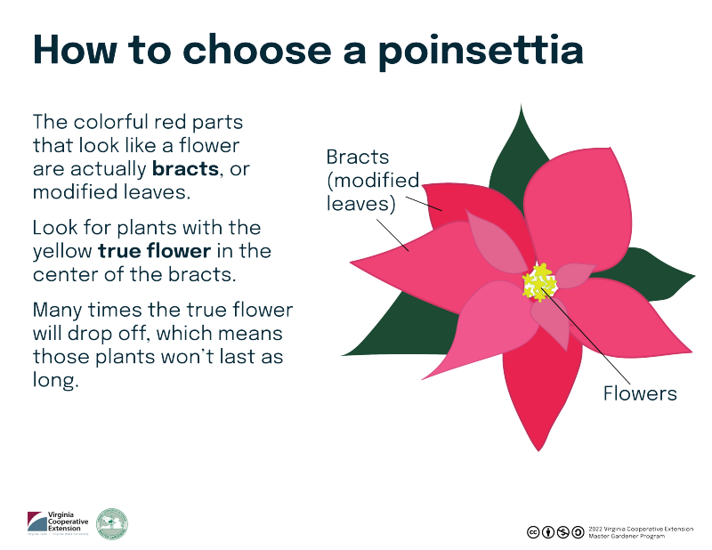 Infographic with cartoon of a red-pink bloom surrounded by dark green leaves and small yellow dots in the center. Text reads "How to choose a poinsettia The colorful red parts that look like a flower are actually bracts, or modified leaves. Look for plants with the yellow true flower in the center of the bracts. Many times the true flower will drop off, which means those plants won’t last as long."