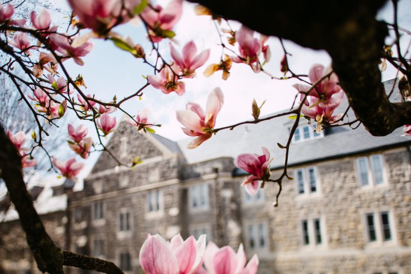 A flowering tree with a Hokie stone building in the background