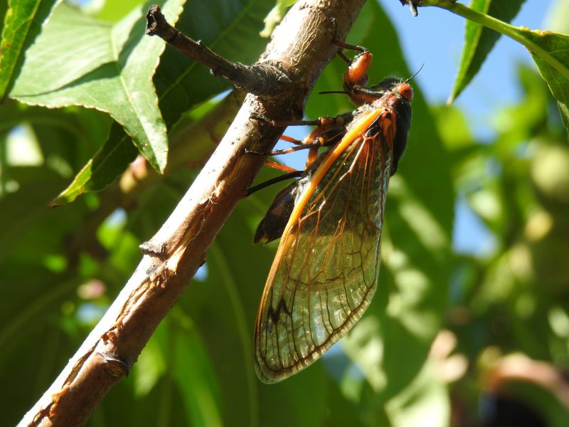 Cicada on branch with leaves in background