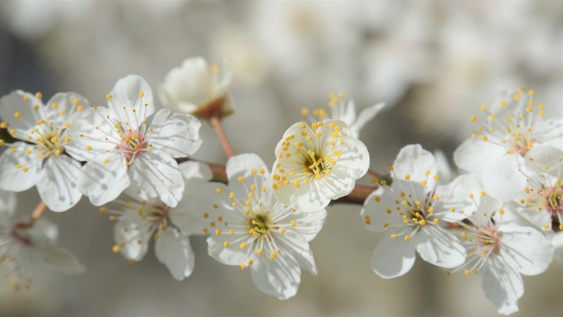 Photo of a branch with white spring blossoms